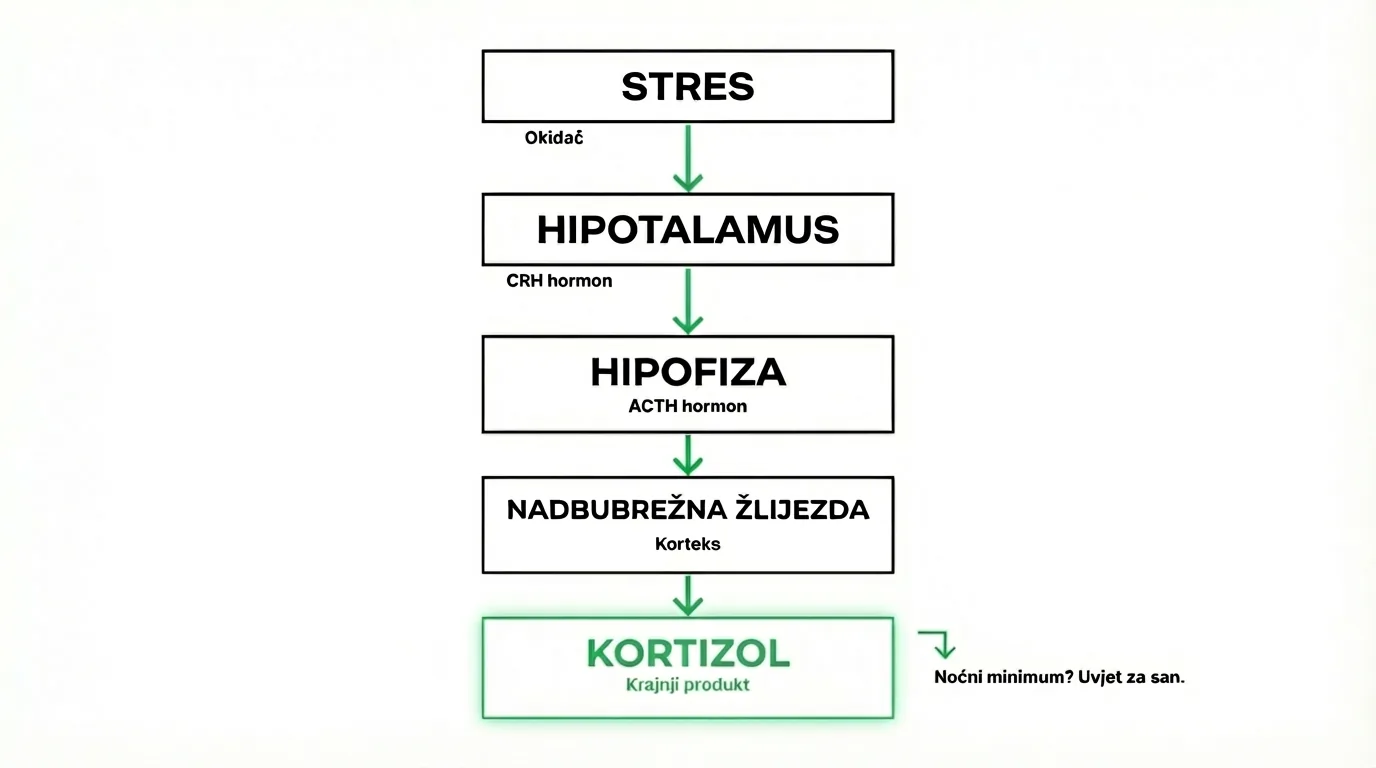 HPA os i kortizol — hipotalamus hipofiza nadbubrežna žlijezda kortizol dijagram