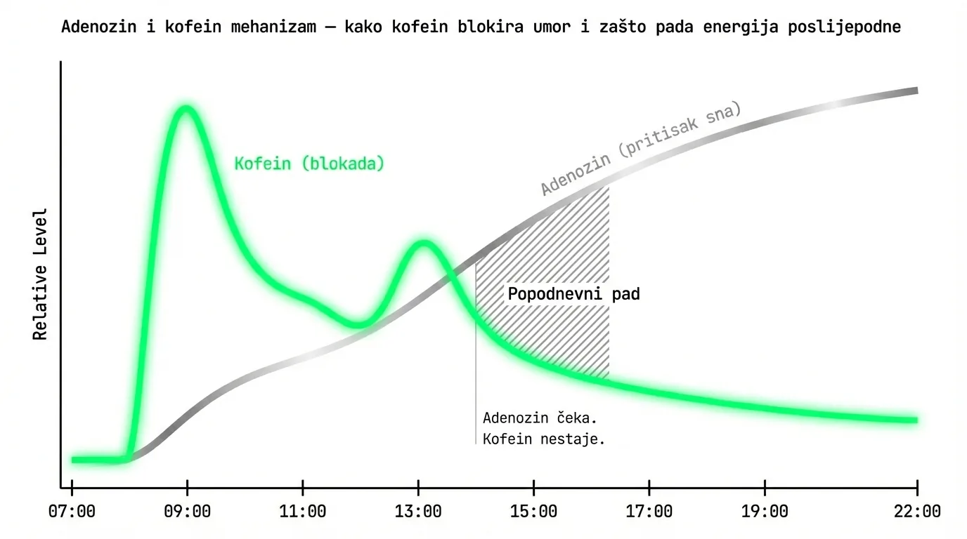 Adenozin i kofein mehanizam — kako kofein blokira umor i zašto pada energija poslijepodne