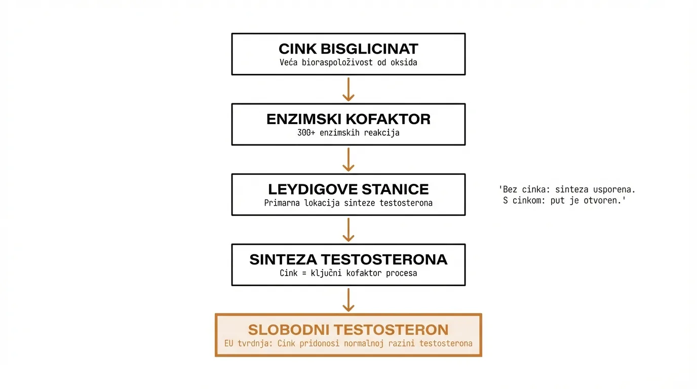 Cink i testosteron sinteza — cink bisglicinat kao kofaktor u sintezi testosterona