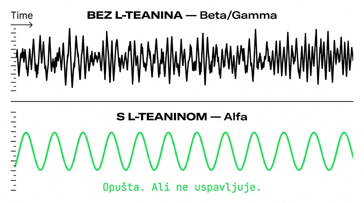 L-teanin alfa valovi — opuštanje bez pospanosti, fokus bez napetosti