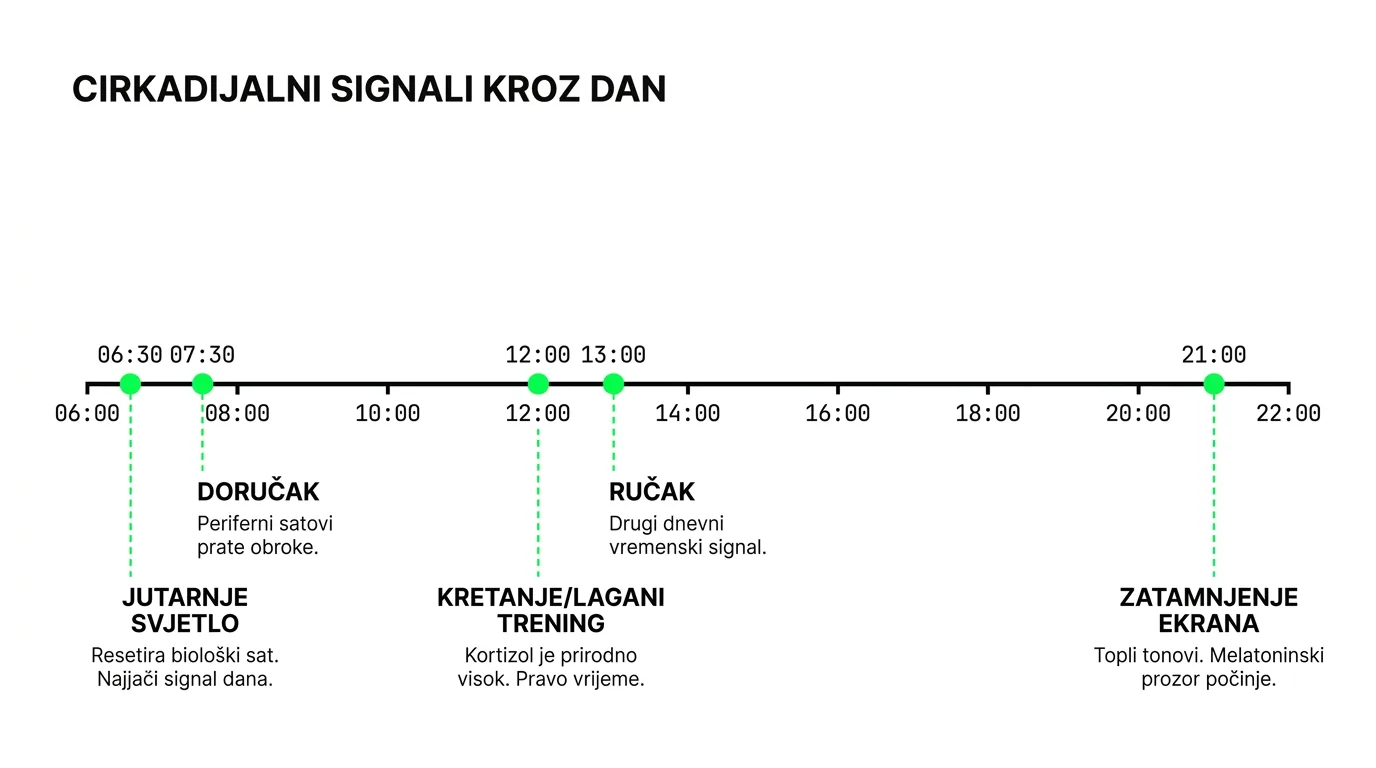 Zeitgeberi i cirkadijalni ritam — prirodni vremenski signali za radnike od kuće